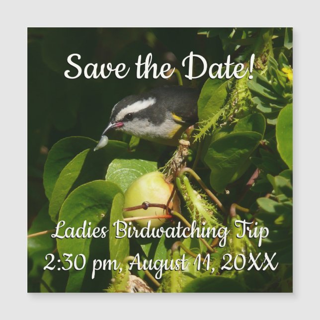 Bananaquit Bird Eating Tropical Photography (Front)