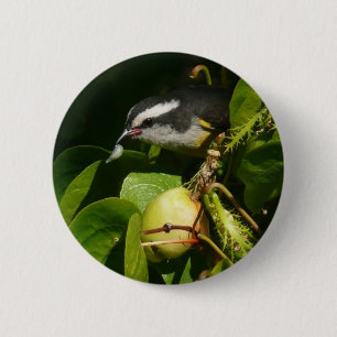 Bananaquit Bird Eating Tropical Photography 6 Cm Round Badge