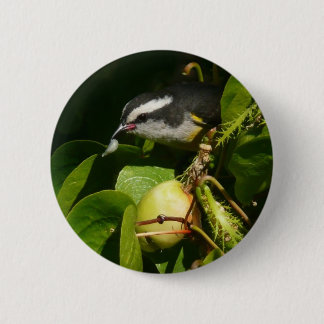 Bananaquit Bird Eating Tropical Photography 6 Cm Round Badge