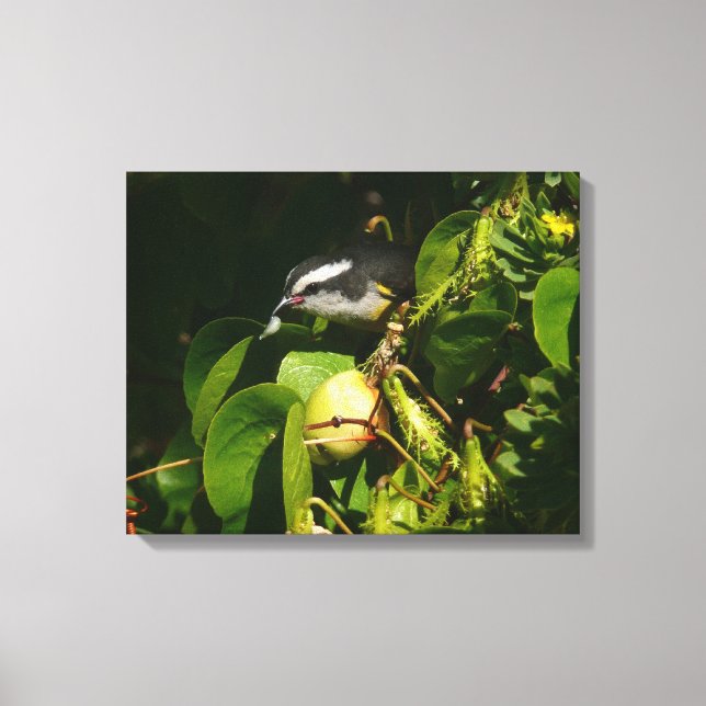 Bananaquit Bird Eating Tropical Photography Canvas Print (Front)