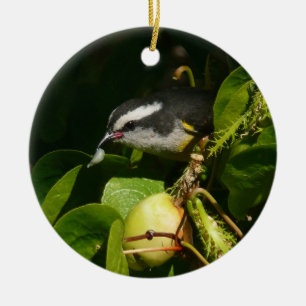 Bananaquit Bird Eating Tropical Photography Ceramic Tree Decoration