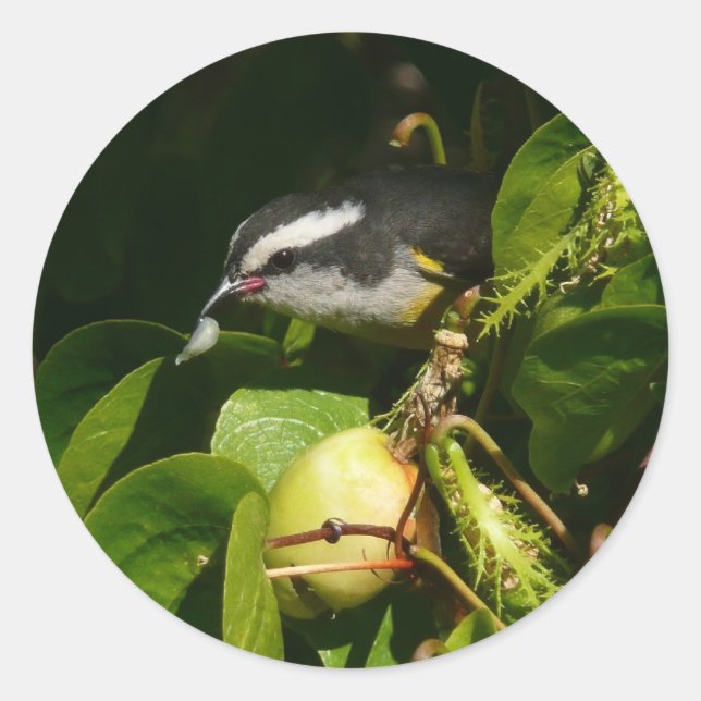 Bananaquit Bird Eating Tropical Photography Classic Round Sticker (Front)