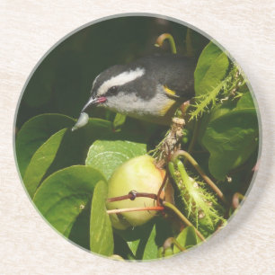 Bananaquit Bird Eating Tropical Photography Coaster