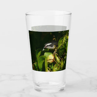 Bananaquit Bird Eating Tropical Photography Glass