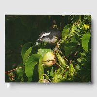 Bananaquit Bird Eating Tropical Photography