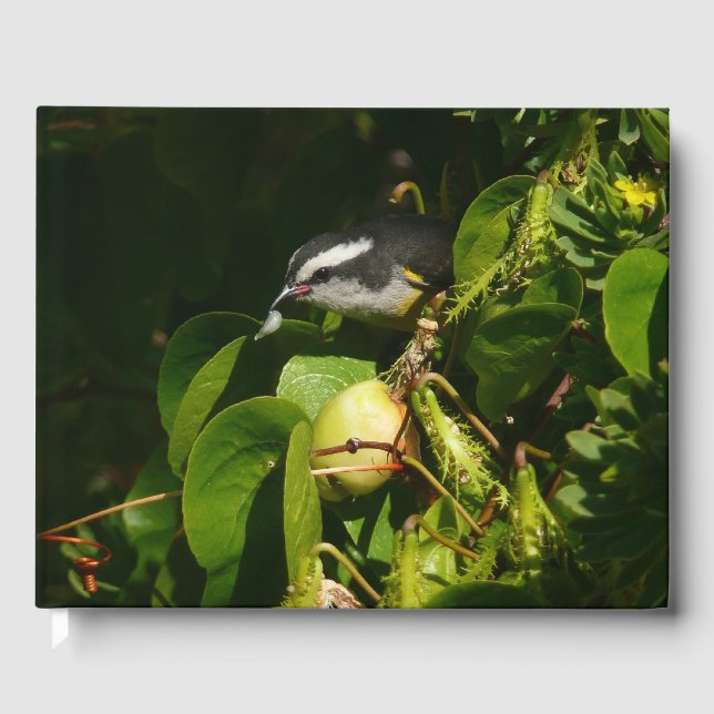 Bananaquit Bird Eating Tropical Photography Guest Book (Front)