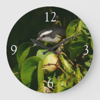 Bananaquit Bird Eating Tropical Photography