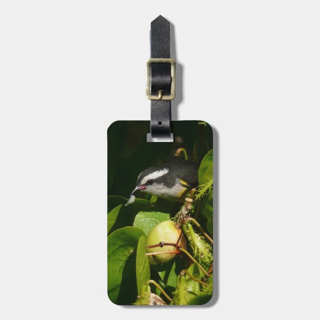Bananaquit Bird Eating Tropical Photography Luggage Tag (Front Vertical)