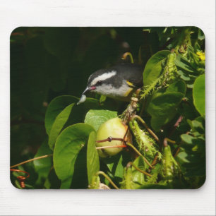 Bananaquit Bird Eating Tropical Photography Mouse Pad