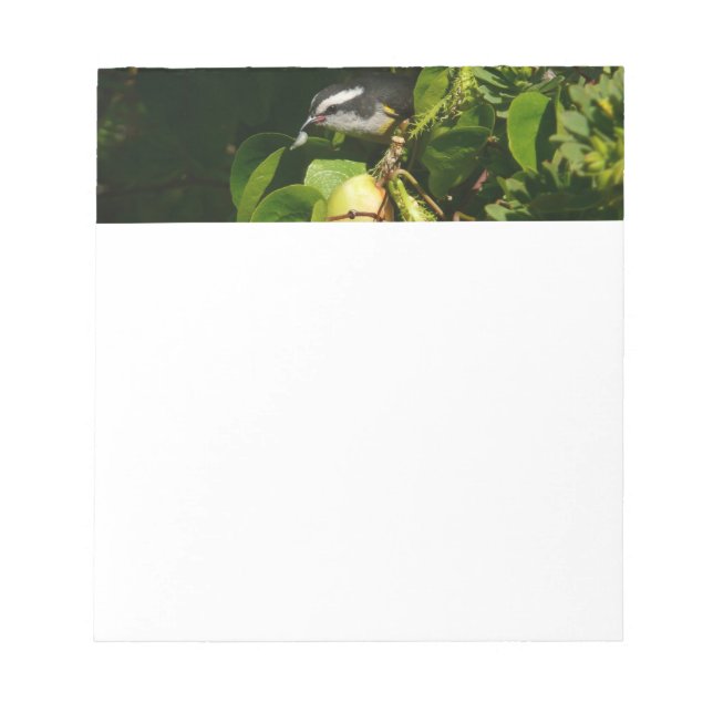 Bananaquit Bird Eating Tropical Photography Notepad (Front)