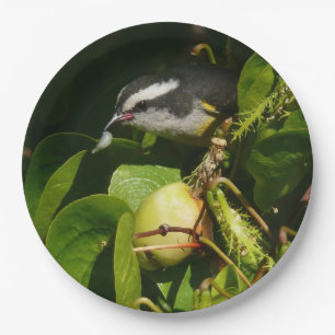 Bananaquit Bird Eating Tropical Photography Paper Plate