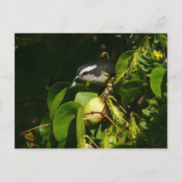 Bananaquit Bird Eating Tropical Photography