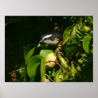 Bananaquit Bird Eating Tropical Photography