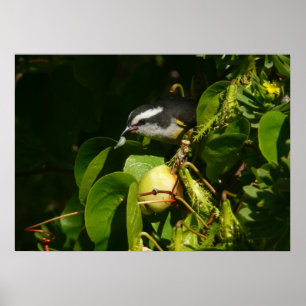 Bananaquit Bird Eating Tropical Photography Poster