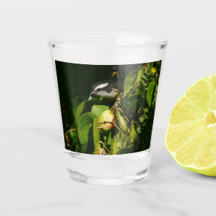 Bananaquit Bird Eating Tropical Photography Shot Glass