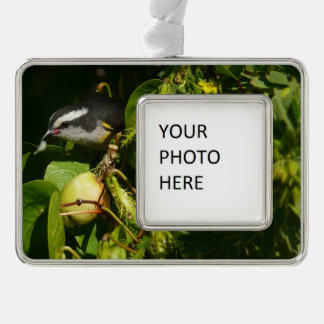 Bananaquit Bird Eating Tropical Photography Silver Plated Framed Ornament