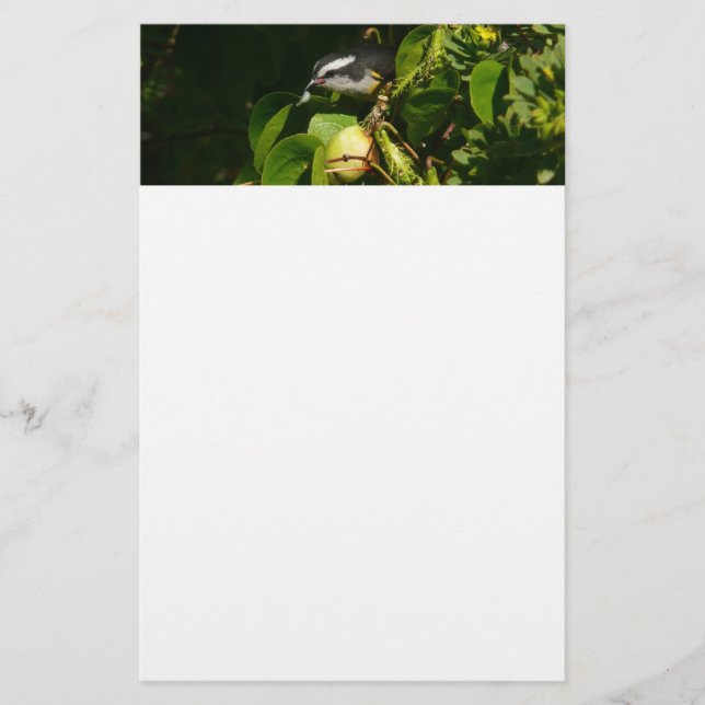 Bananaquit Bird Eating Tropical Photography Stationery (Front)