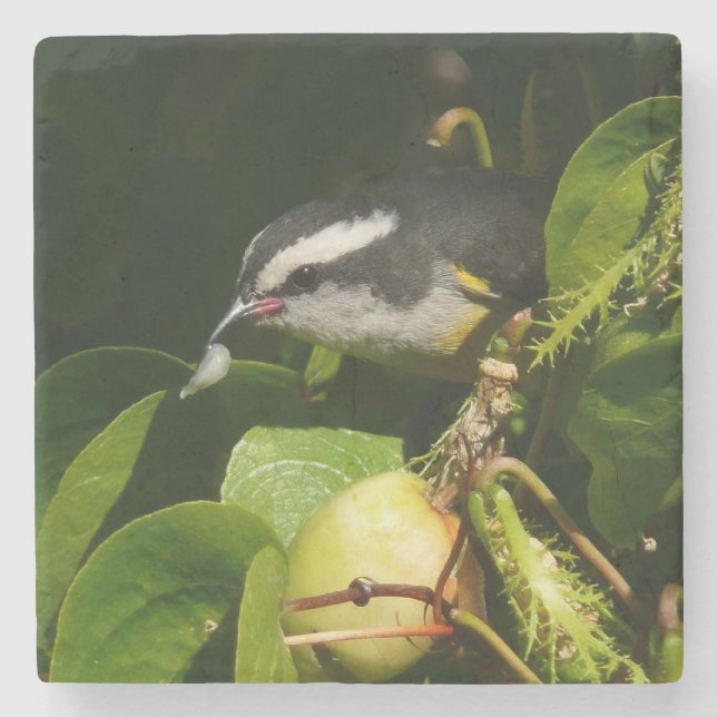 Bananaquit Bird Eating Tropical Photography Stone Coaster (Front)