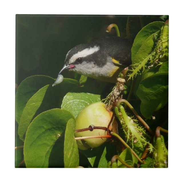 Bananaquit Bird Eating Tropical Photography Tile (Front)