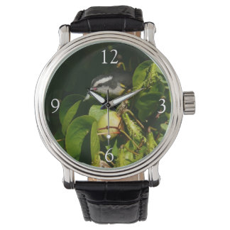 Bananaquit Bird Eating Tropical Photography Watch