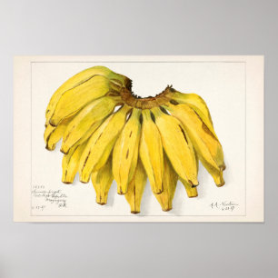 Bananas (Musa) Fruit Watercolor Painting Poster