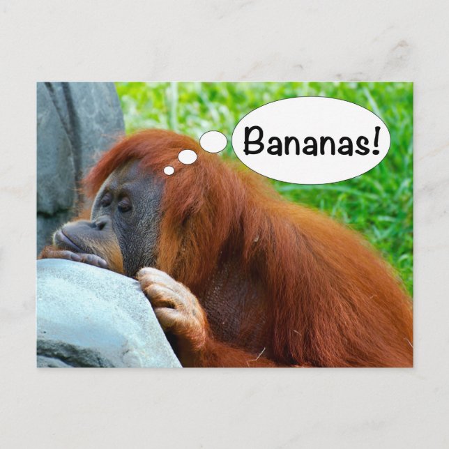 Bananas! Postcard (Front)