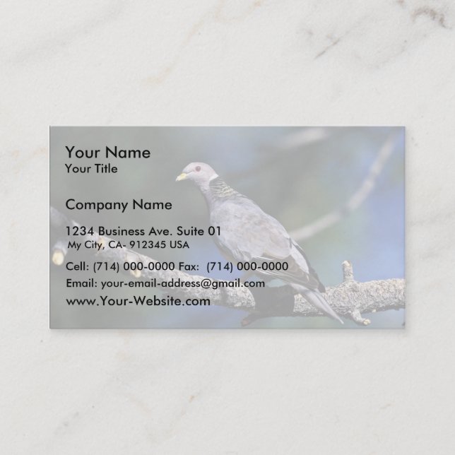 Band-tailed Pigeon Business Card (Front)