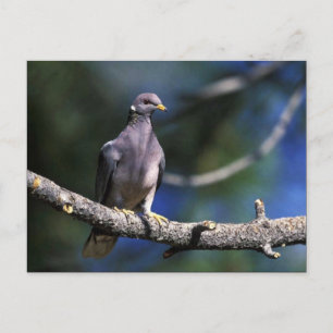 Band-tailed Pigeon Postcard