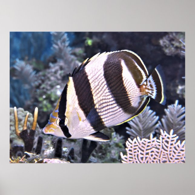 Banded Butterflyfish Poster (Front)