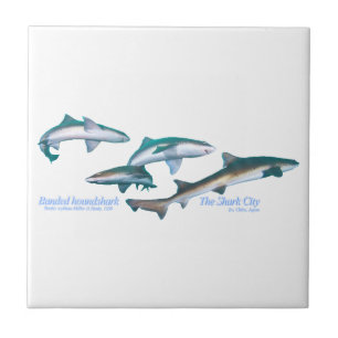 Banded houndsharks tile