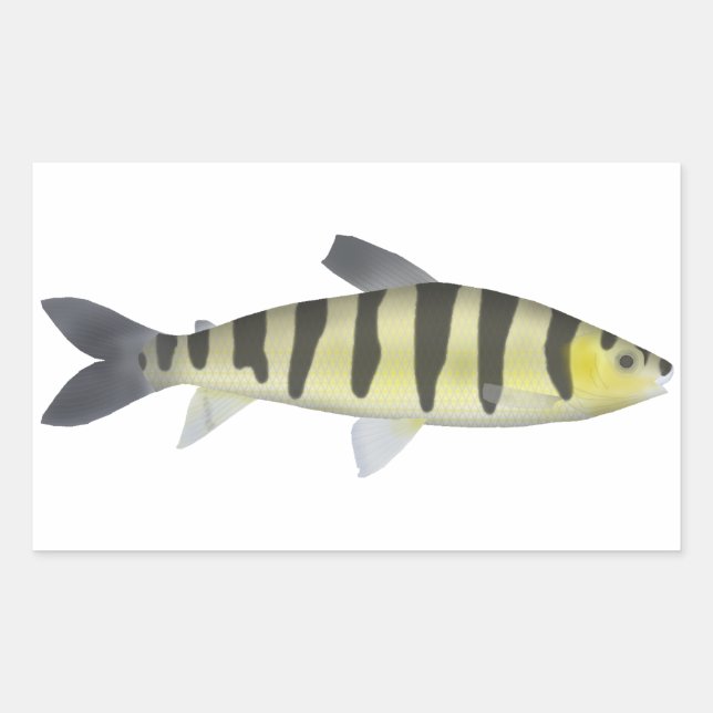 Banded Leporinus Rectangular Sticker (Front)