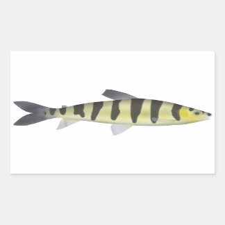 Banded Leporinus Rectangular Sticker