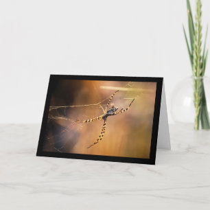 Banded Orbweaver Spider Card