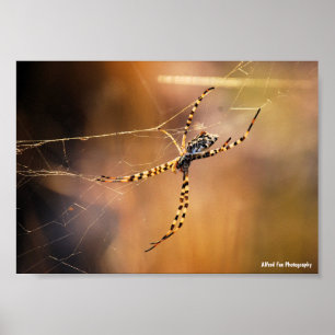 Banded Orbweaver Spider Poster