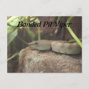 Banded Pit Viper Snake Postcard