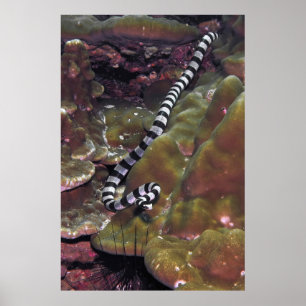 Banded Sea Snake Poster