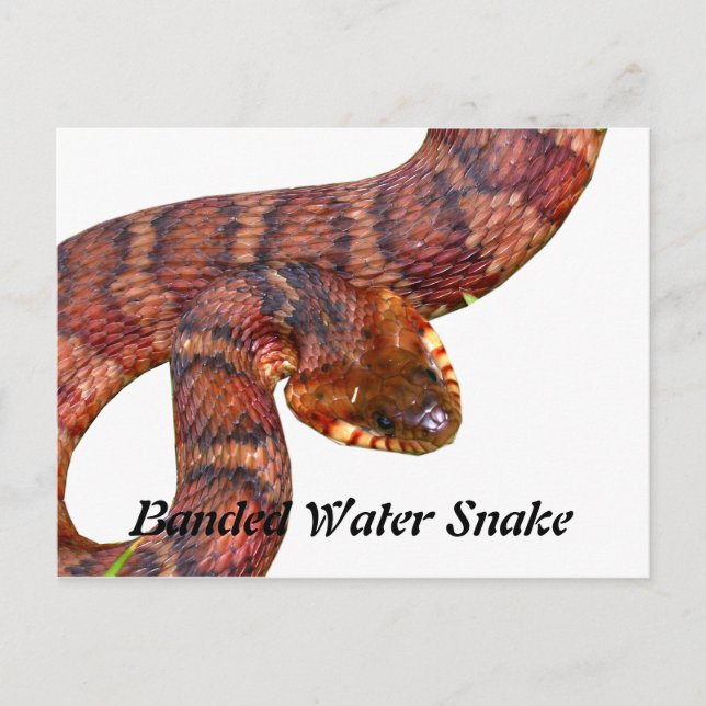 Banded Water Snake Postcard (Front)