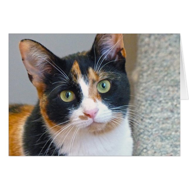 Bandit (Front Horizontal)