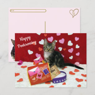 Bandit The Cat's Postcrossing Valentine's Postcard