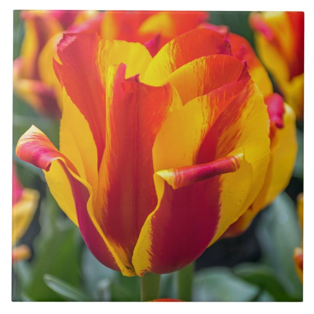 Banja Luka tulip ceramic tile (Front)