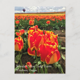 Banja Luka Tulips with Hot Air Balloon Postcard