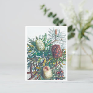 Banksia Flowers   Ellis Rowan 1782 Postcard