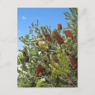 Banksias Postcard