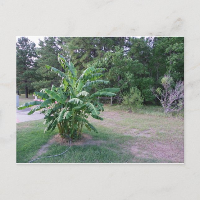 Bannana Trees Postcard (Front)