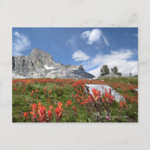 Banner Peak Wildflowers - Ansel Adams Wilderness Postcard