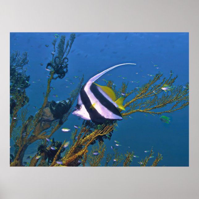 Bannerfish in the Coral Poster (Front)