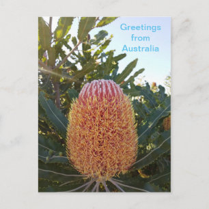 Banskia flower Western Australia Postcard
