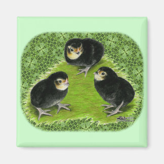 Bantam Chicks in the Garden Magnet