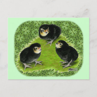 Bantam Chicks in the Garden Postcard