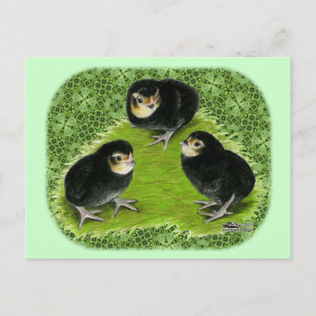 Bantam Chicks in the Garden Postcard (Front)